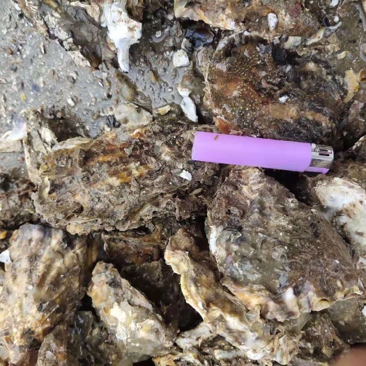 威海 牡蛎肥度出货