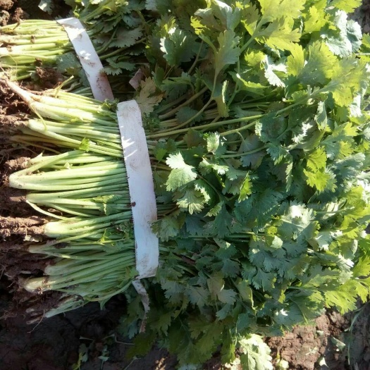 闻喜县 大叶香菜，上海青