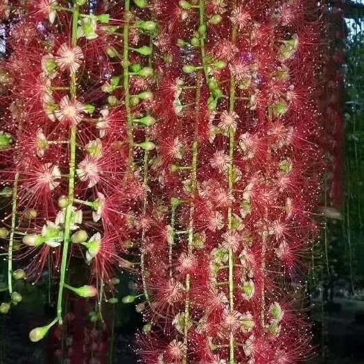 紫花风铃木  精品绿化苗木，主营，红花玉蕊，风铃木(红，黄，