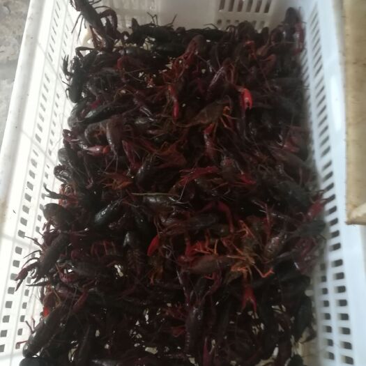 监利市湖北监利小龙虾稻田虾统货价格，当天出笼鲜活小龙虾