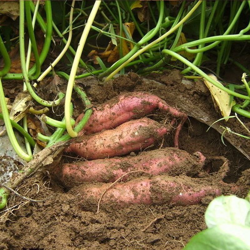 植物生长调节剂农药  甲哌鎓