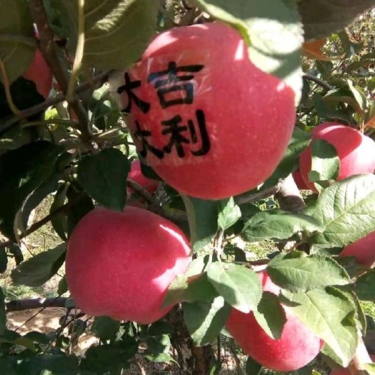 盖州市寒富苹果树苗 2年带叉矮化寒富苹果苗