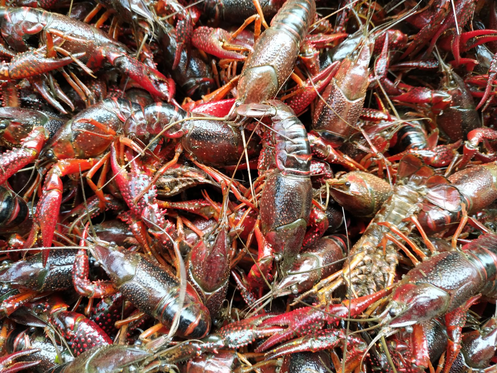 [清水小龙虾批发]清水小龙虾 原产地货源价格1