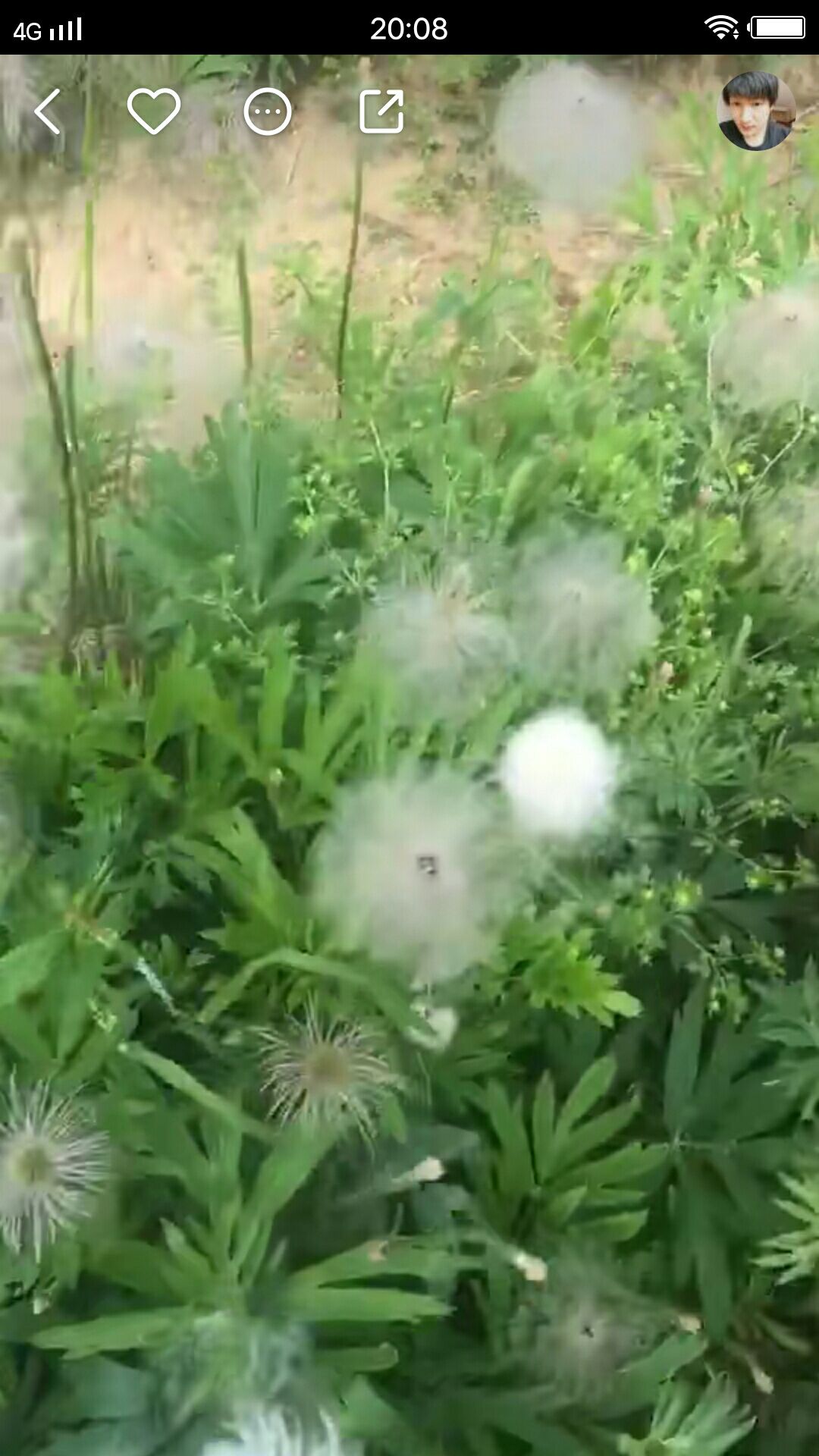  白头翁籽低价处理