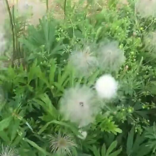 凤城市 白头翁籽低价处理