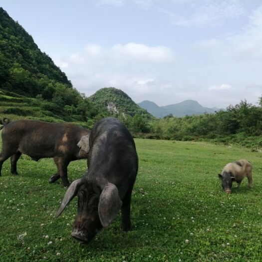 毕节黑山羊 30-50斤