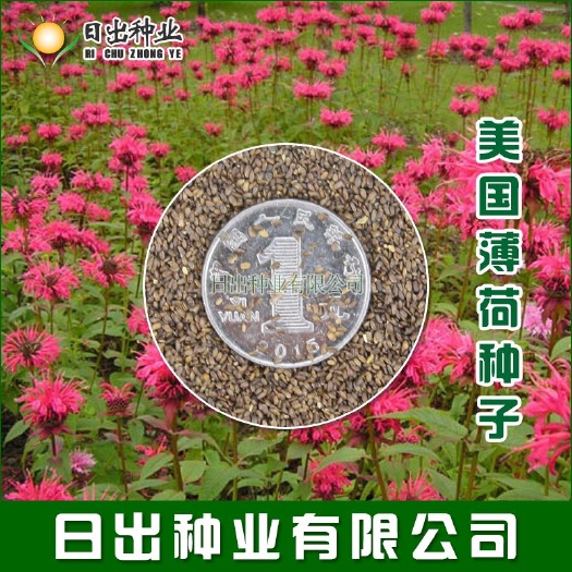 沭阳县美国薄荷种子 红花 马薄荷 佛手甜 观赏草本花卉种子