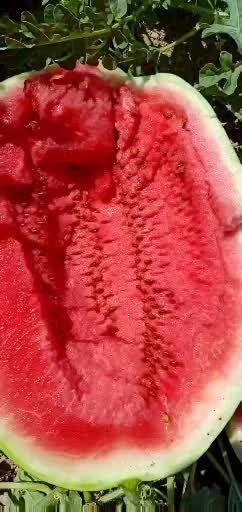 靖远县金花西瓜   硒砂西瓜