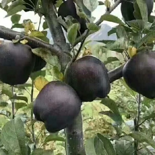 泰安黑钻苹果树苗 黑苹果（黑钻）树苗基地供应现挖苗死苗免费补苗提供种植管理技术