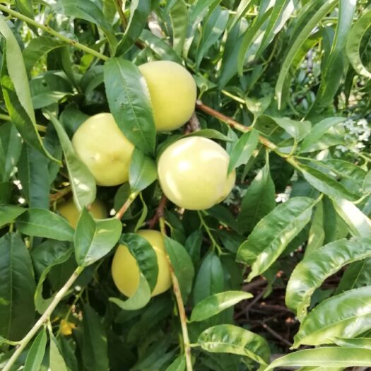 宿州 黄桃19、黄金冠（自家种植）