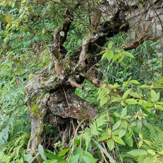 丹寨县高山杜鹃 都是几年以上的老根