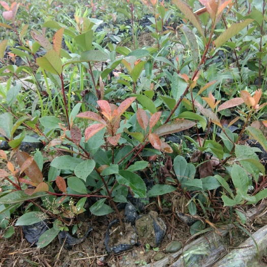 九江 红叶石楠