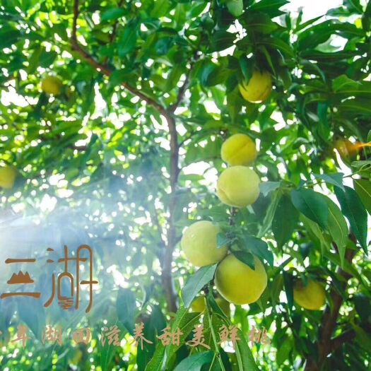江陵县锦绣黄桃 生态果园，拒接任何农残