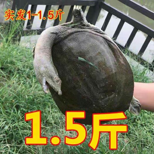 杭州甲鱼苗1-1.5斤的18元一只