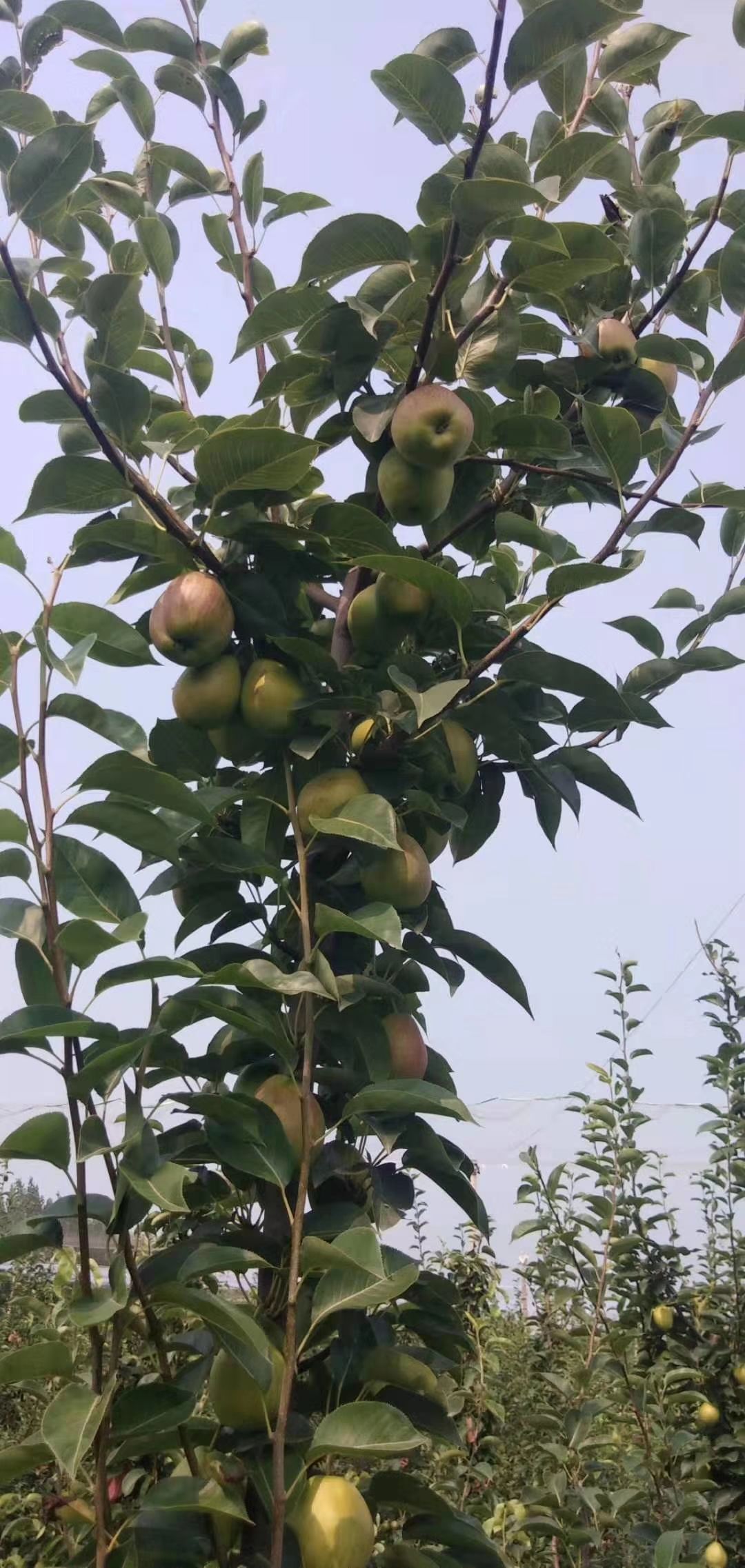 富硒香梨脆梨