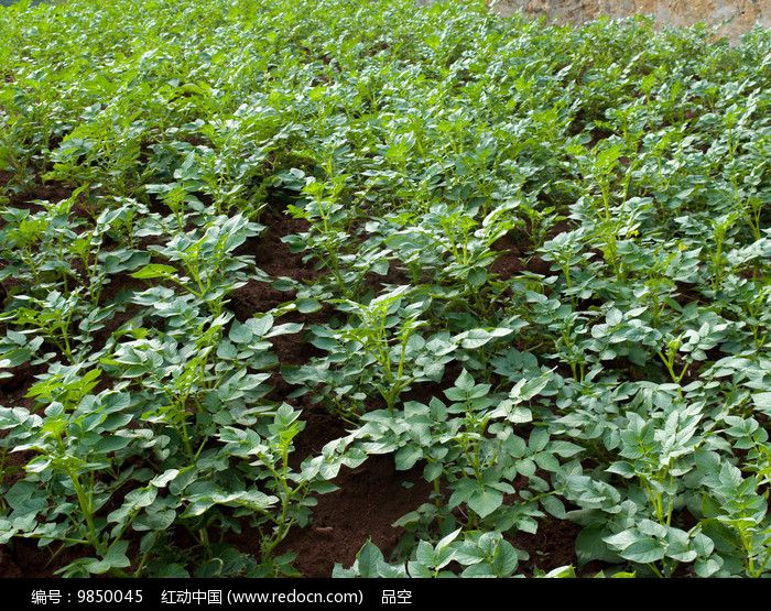 植物生长调节剂农药  甲哌鎓