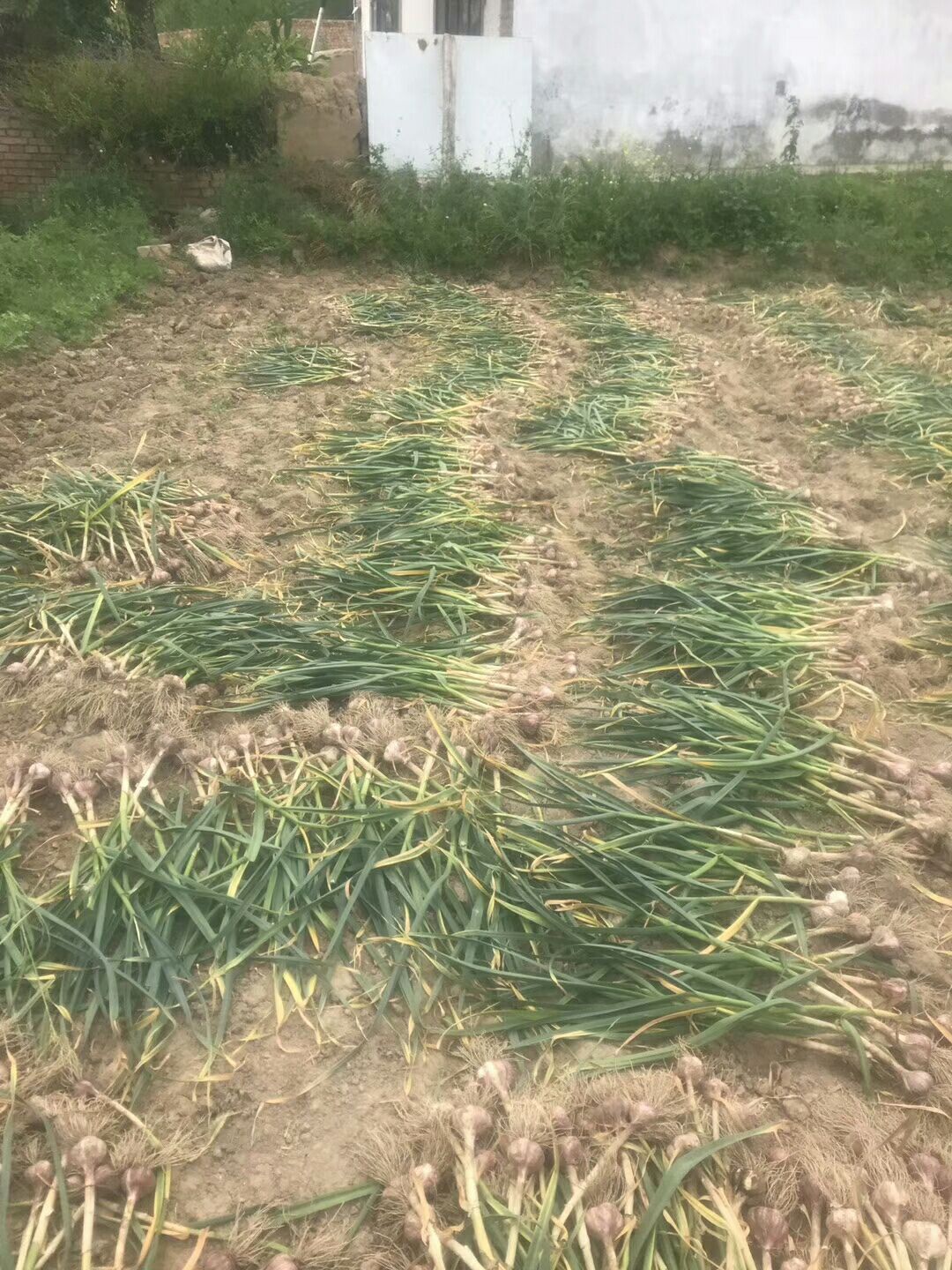  新疆木垒县孙家沟村的红皮大蒜无公害绿色食品