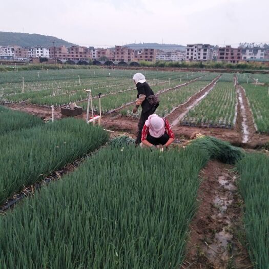 玉溪香葱 小米黑葱