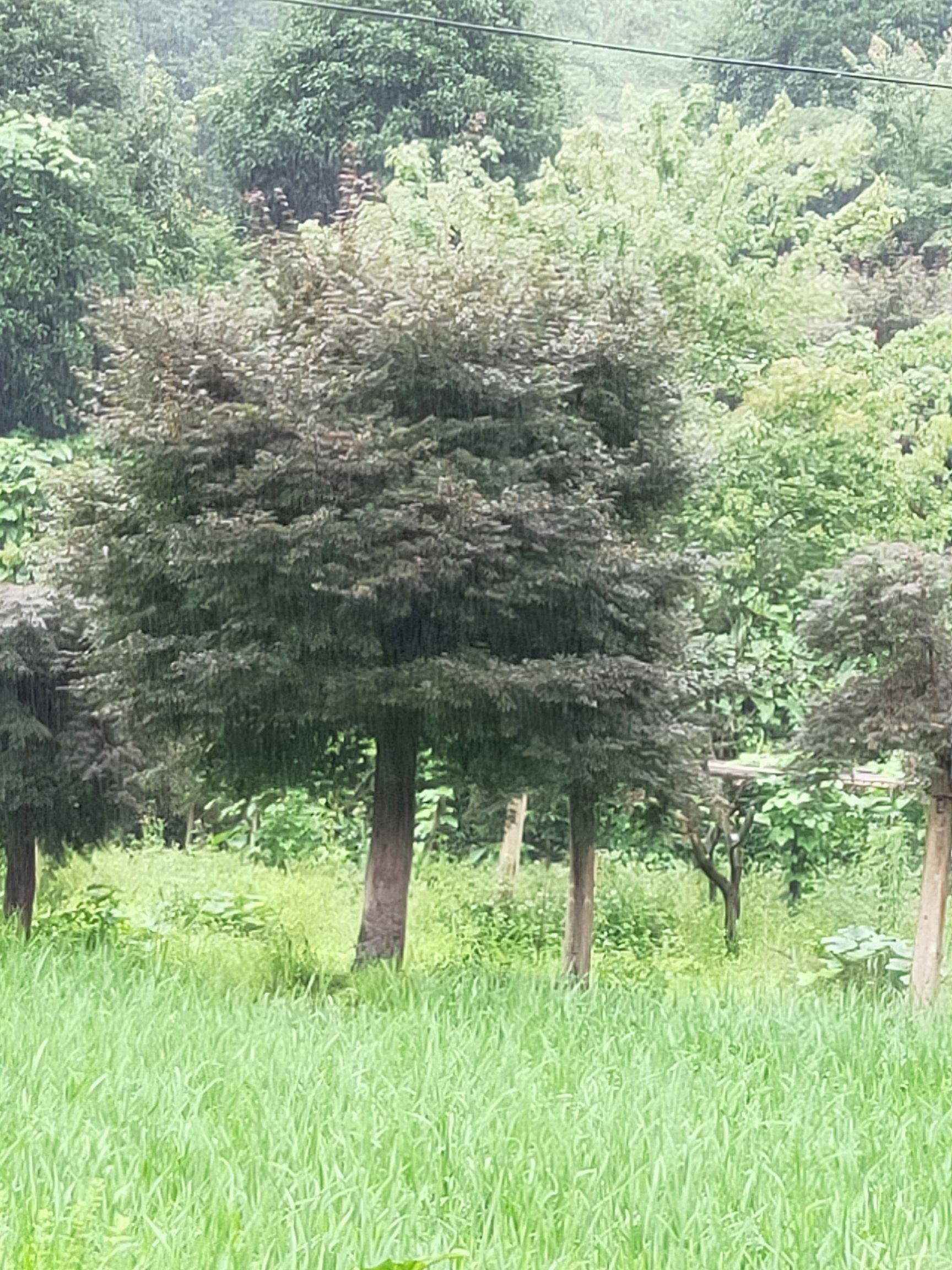  米经日本红枫31公分中国红枫32公鸡爪槭27公分