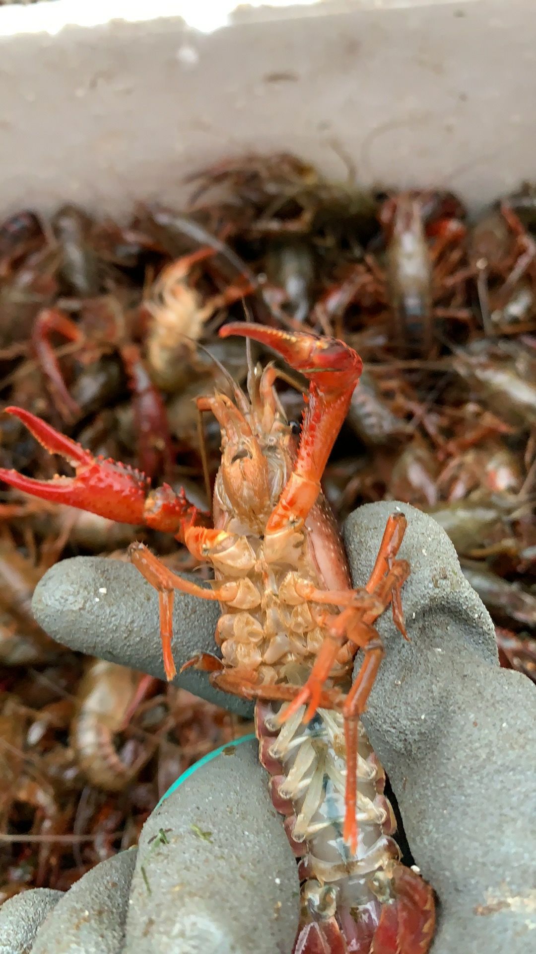  中国小龙虾   各种规格456   789  硬规格
