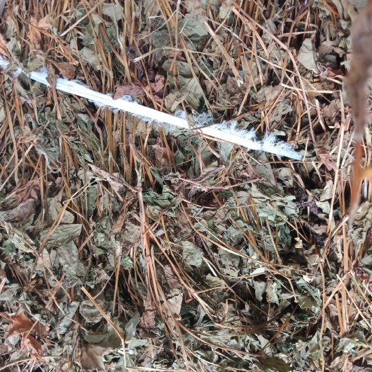 怀宁县 一级鱼腥草茶