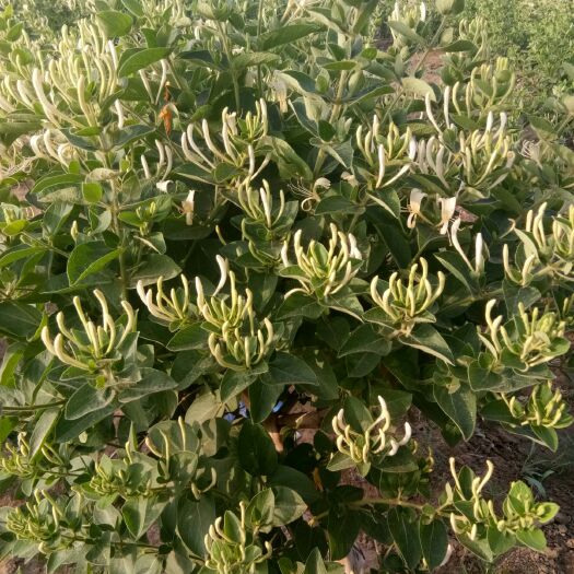 广宗县树形金银花 金银花盆景，苗子都有质量保证诚信经营