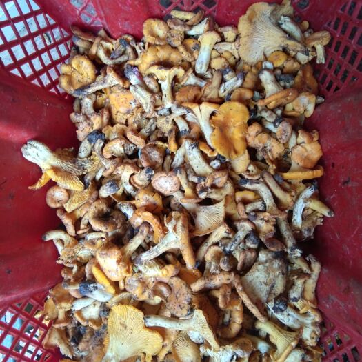 丘北县 黄牛肝菌，红葱菌，美味牛肝菌现货，量大从优