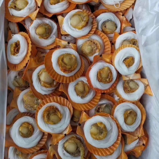 佛山黄金扇贝 黄金粉丝贝