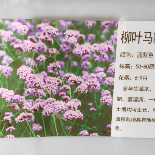 常州马鞭草种子 柳叶马鞭草多年生草本