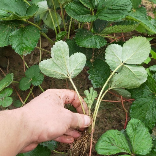泰安艳丽草莓苗  草莓苗预定价格便宜 脱毒二代草莓苗产量高好管理