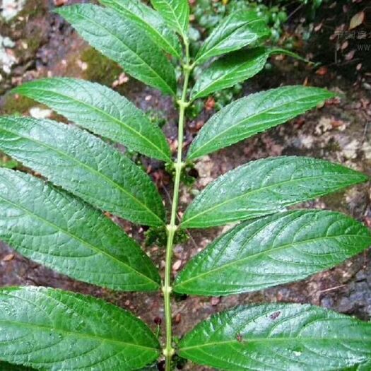建瓯市仙鹤草 毛药花