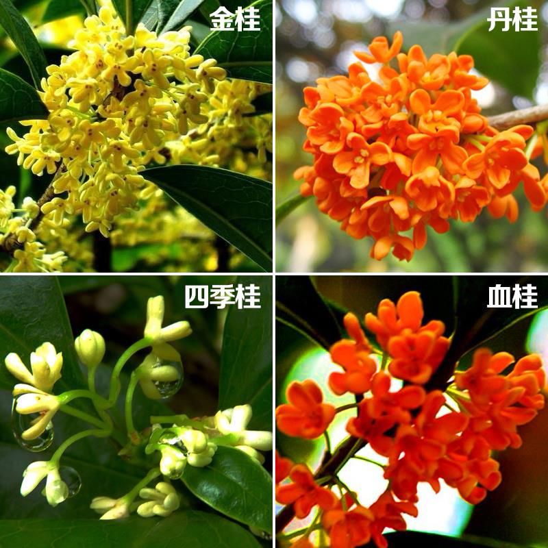 桂花树苗盆栽金桂丹桂四季桂扦插苗庭院绿化植物花卉四季常青