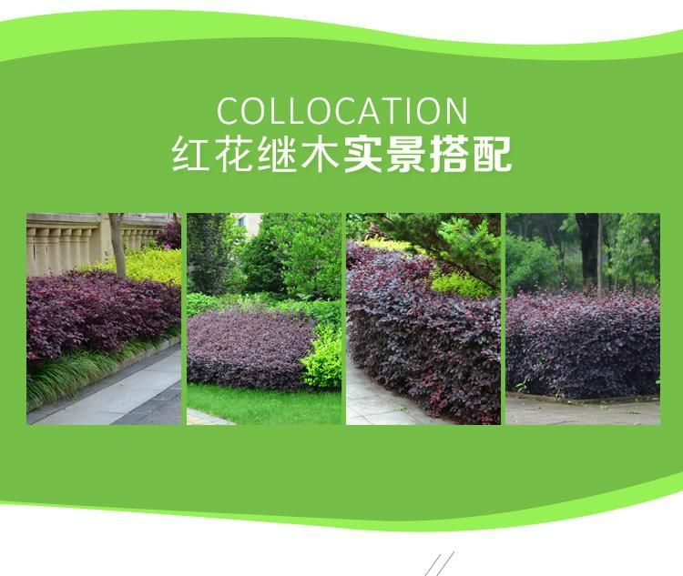 黑珍珠红继木  苗圃批发红花继木小苗树苗 庭院四季常青绿化苗木 绿篱花卉植