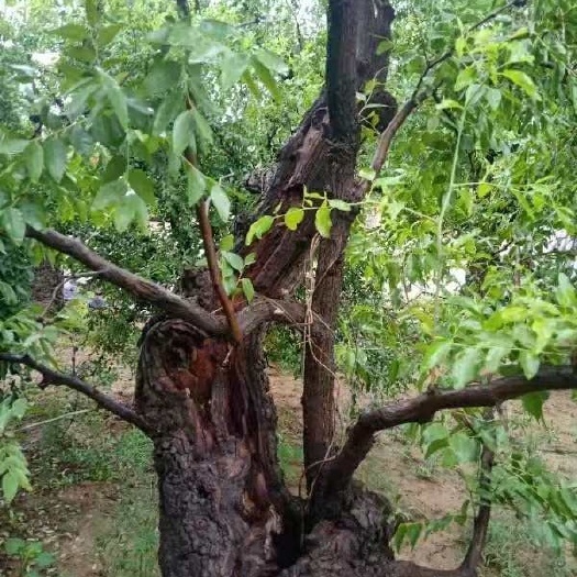 乐陵市 天然雷击枣木活体