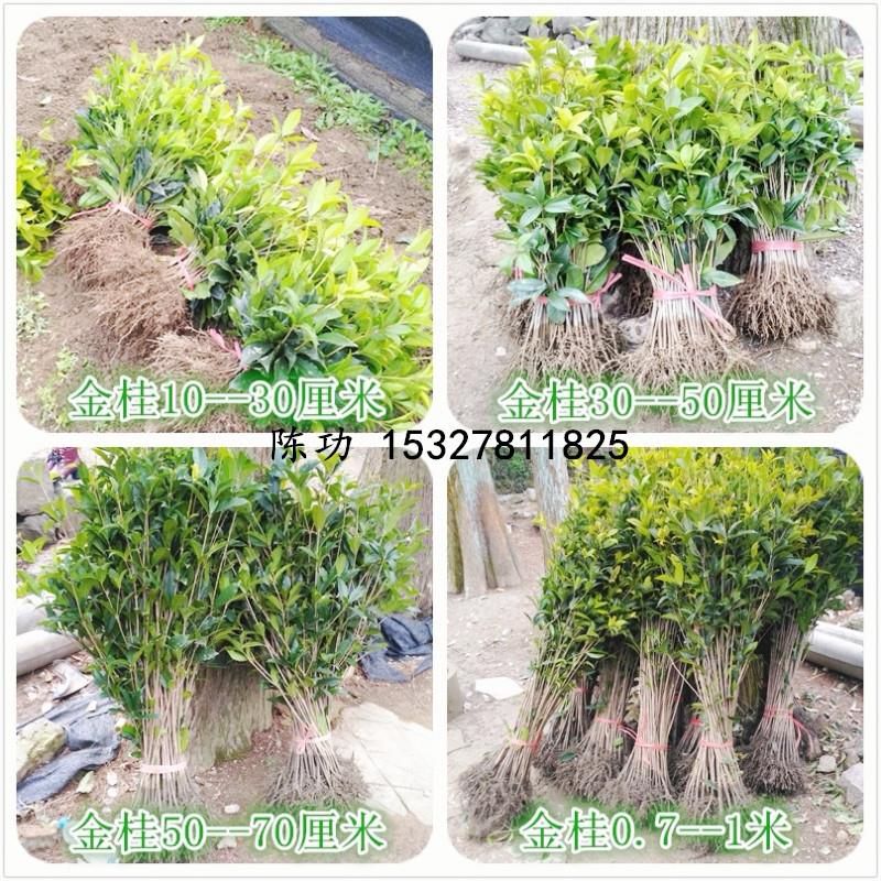 桂花树苗盆栽金桂丹桂四季桂扦插苗庭院绿化植物花卉四季常青