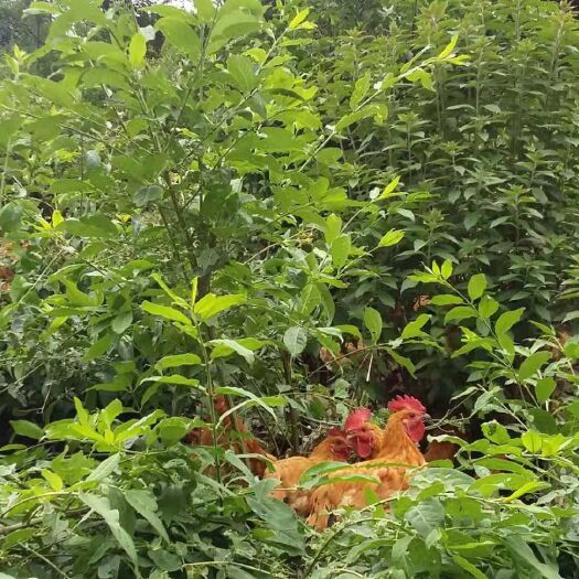 康定市土鸡 5-6斤 统货
