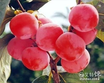 平邑县火晶柿子苗