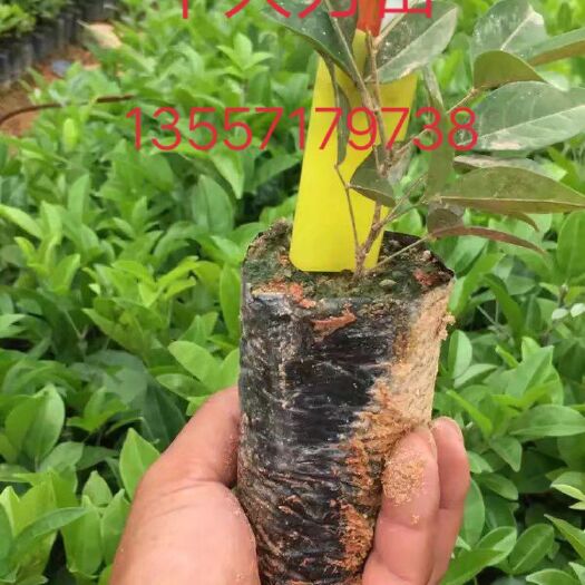 灵山县 牛大力苗