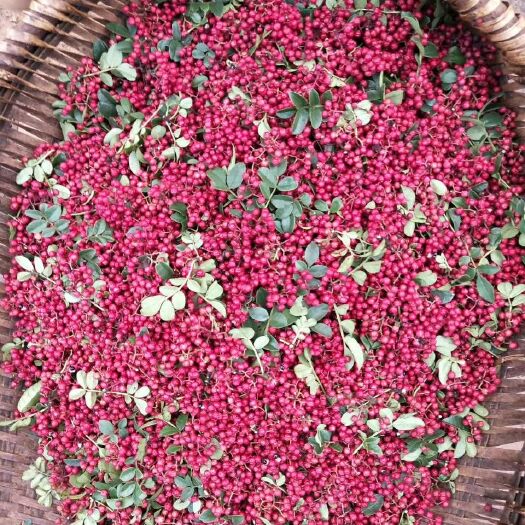 盐源县红花椒 一级 干花椒