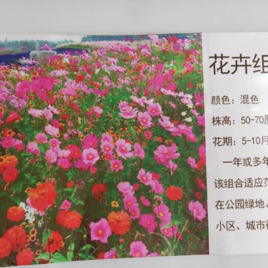 常州野花组合种子 花卉组合种子