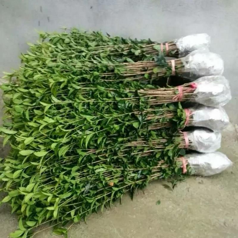 桂花树苗盆栽金桂丹桂四季桂扦插苗庭院绿化植物花卉四季常青