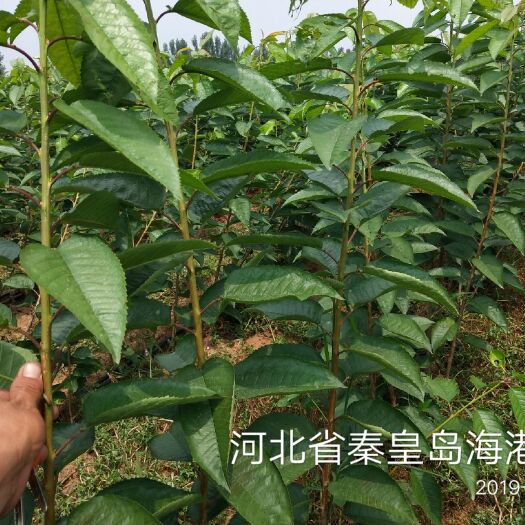 秦皇岛甜樱桃苗 吉六组胚根系俄罗斯八号苗木！吉六组胚根系4-5年美早大树！