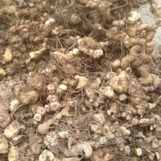 思茅 滇黄精块茎，大中小都有货，