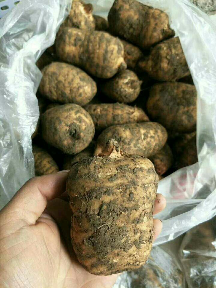  云南小草坝天麻，无农药残留。包邮