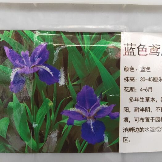 常州鸢尾种子  蓝花鸢尾