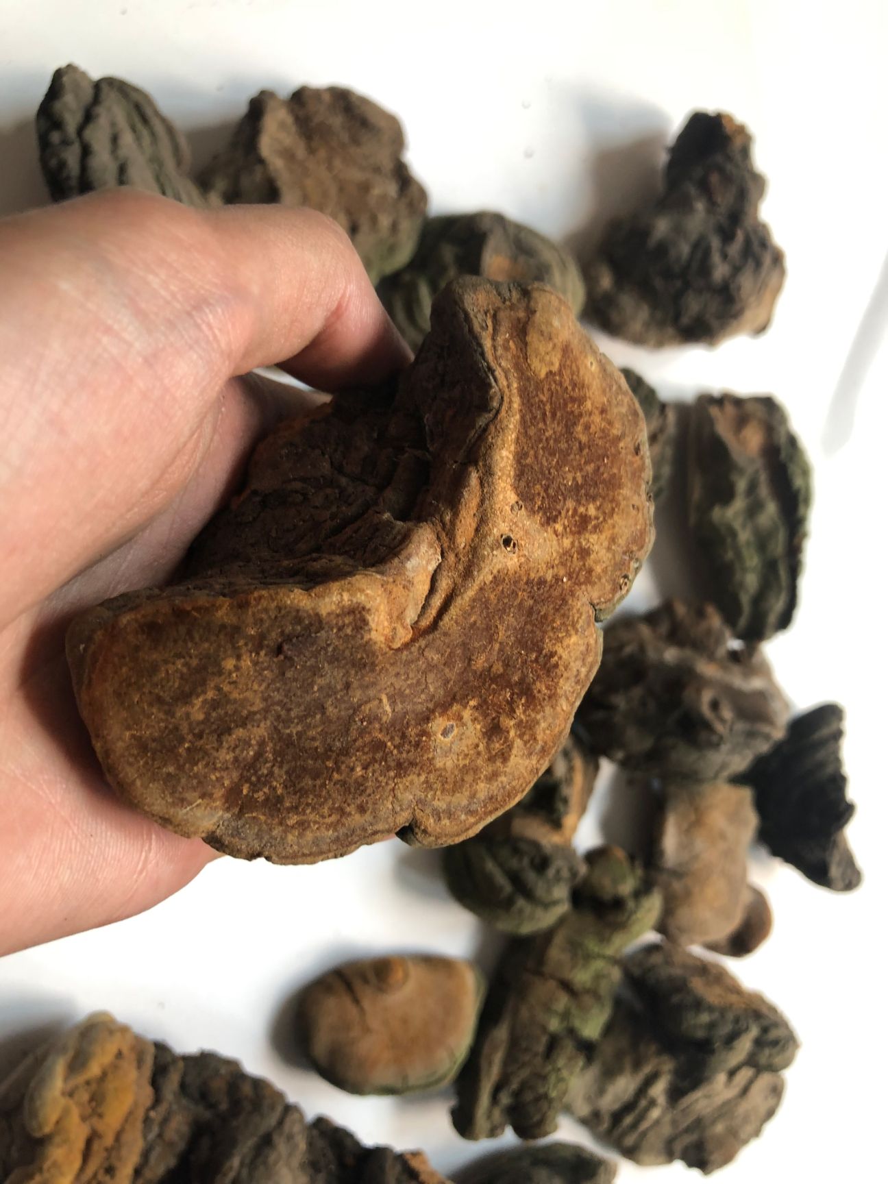 桑黄，暴马子桑黄，马蹄黄桑黄