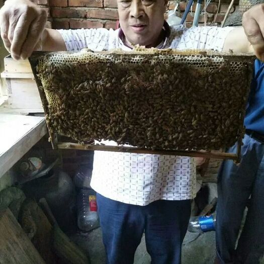 南平百花蜜 农家自养