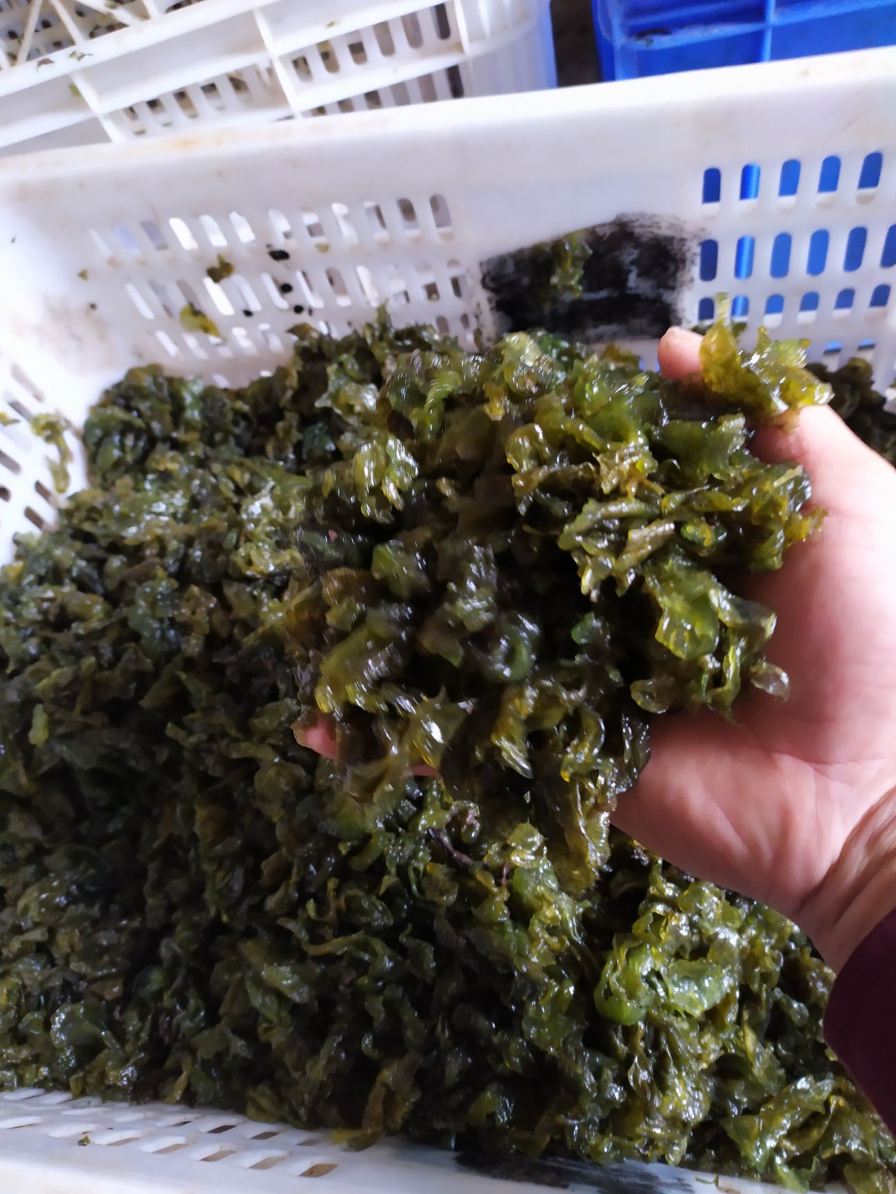 大量供应天然农户捡的地皮菜，无沙干净。