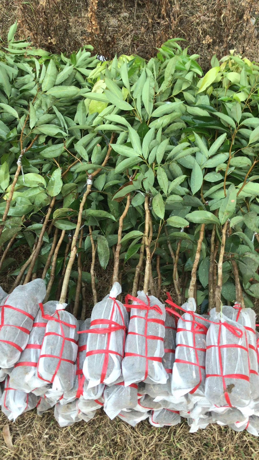 妃子笑荔枝苗  妃子笑荔枝嫁接苗