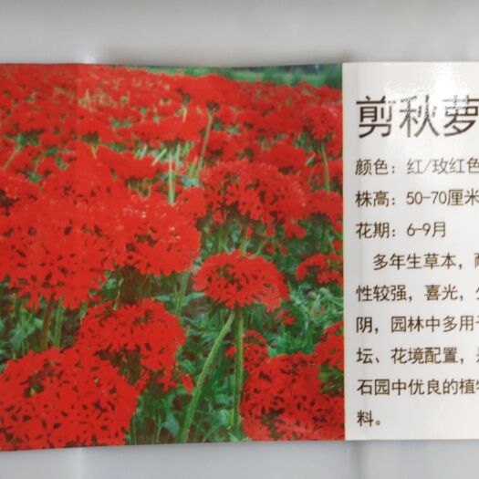 常州剪秋罗种子 剪秋萝多年生草本